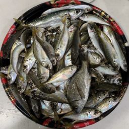 アジ