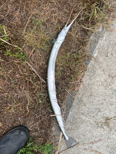 ダツの釣果