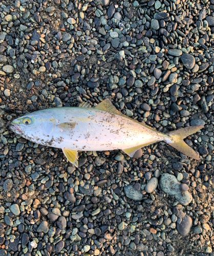 ワカシの釣果