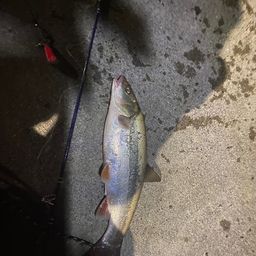 ウグイ