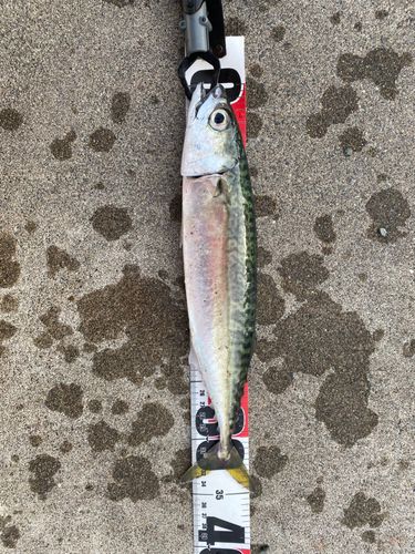 サバの釣果