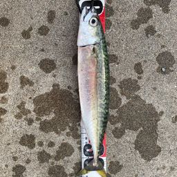 サバ