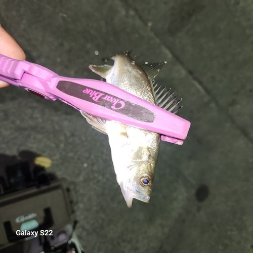 セイゴ（マルスズキ）の釣果