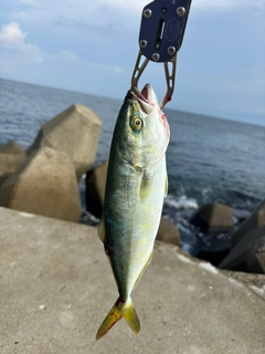 ワカシの釣果