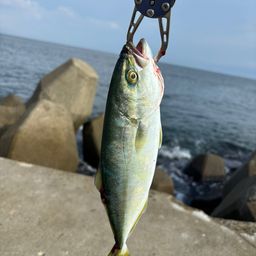 ワカシ