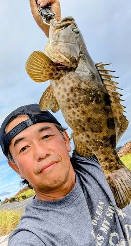 チャイロマルハタの釣果