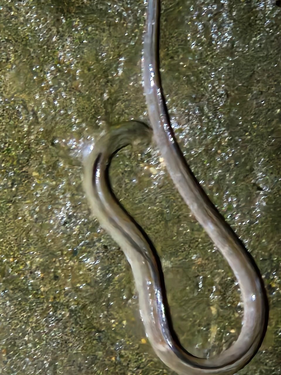 ウナギ