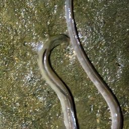 ウナギ