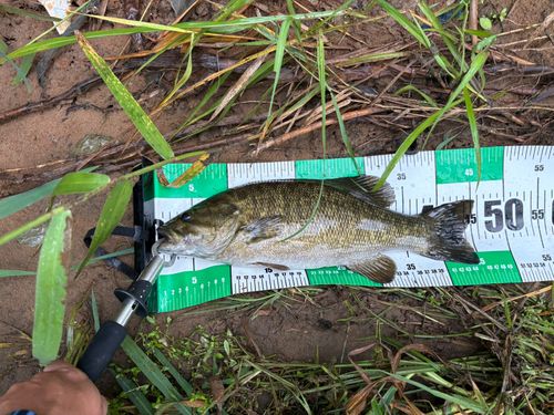 スモールマウスバスの釣果