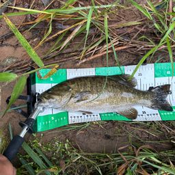 スモールマウスバス