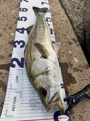 シーバスの釣果