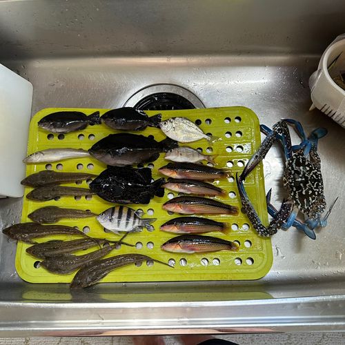 タイワンガザミの釣果
