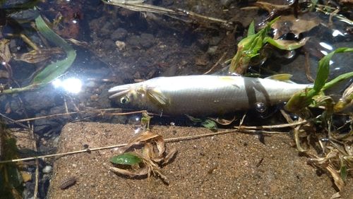 コアユの釣果