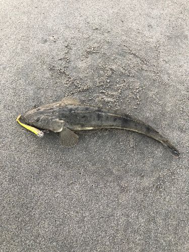 マゴチの釣果