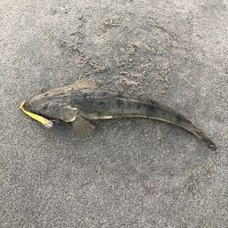 マゴチ