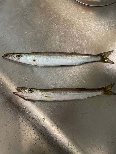 カマスの釣果