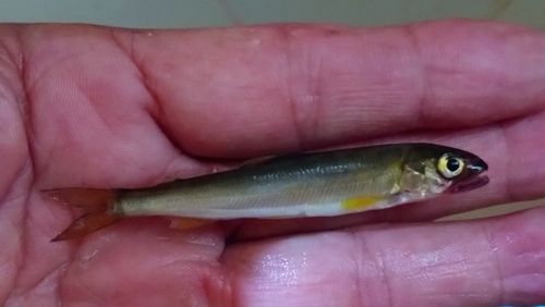 コアユの釣果