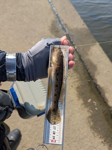 ハゼの釣果