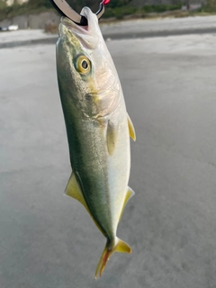 ツバスの釣果