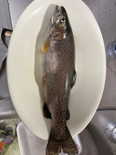 ニジマスの釣果