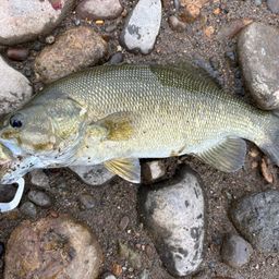 スモールマウスバス