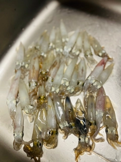 ヒイカの釣果