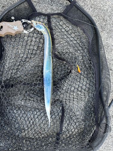 タチウオの釣果