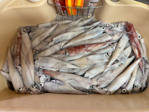 ケンサキイカの釣果