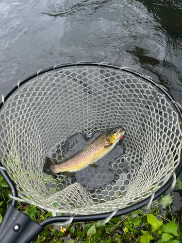 トラウトの釣果