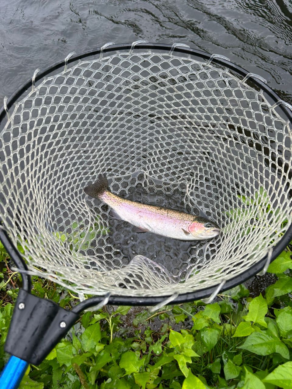 トラウト
