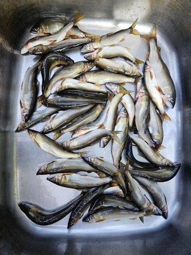アユの釣果