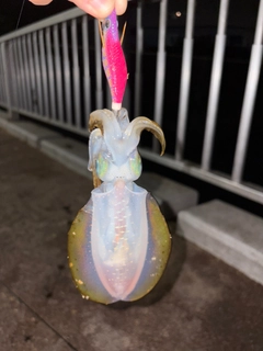 アオリイカの釣果