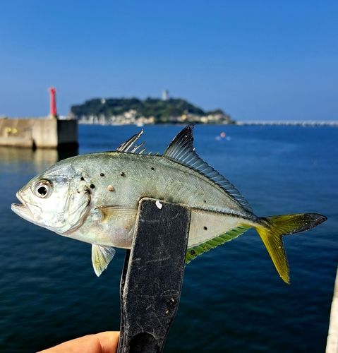 ギンガメアジの釣果