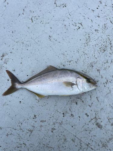 ショゴの釣果