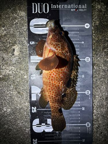 ノミノクチの釣果