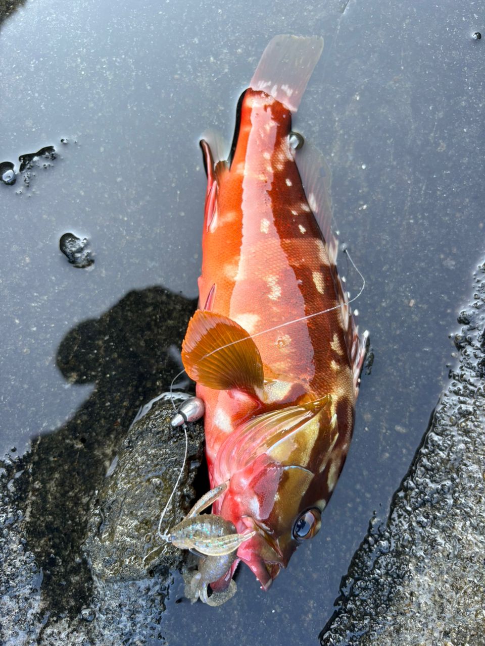 ノミノクチ