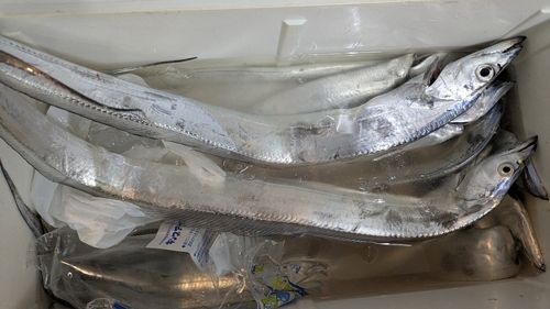 タチウオの釣果