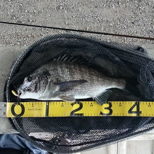 クロダイの釣果