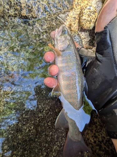 イワナの釣果