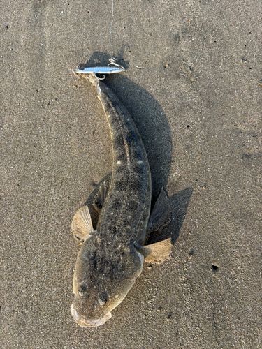 マゴチの釣果