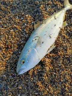 ワカシの釣果
