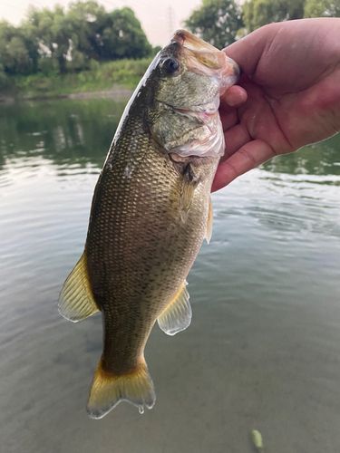 ラージマウスバスの釣果