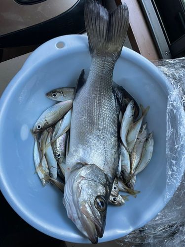 ヒラスズキの釣果