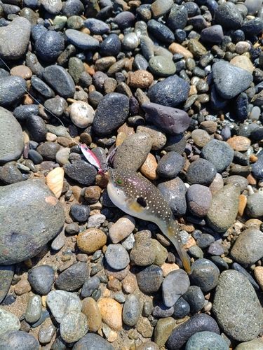 クサフグの釣果