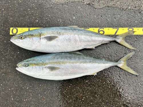 ブリの釣果