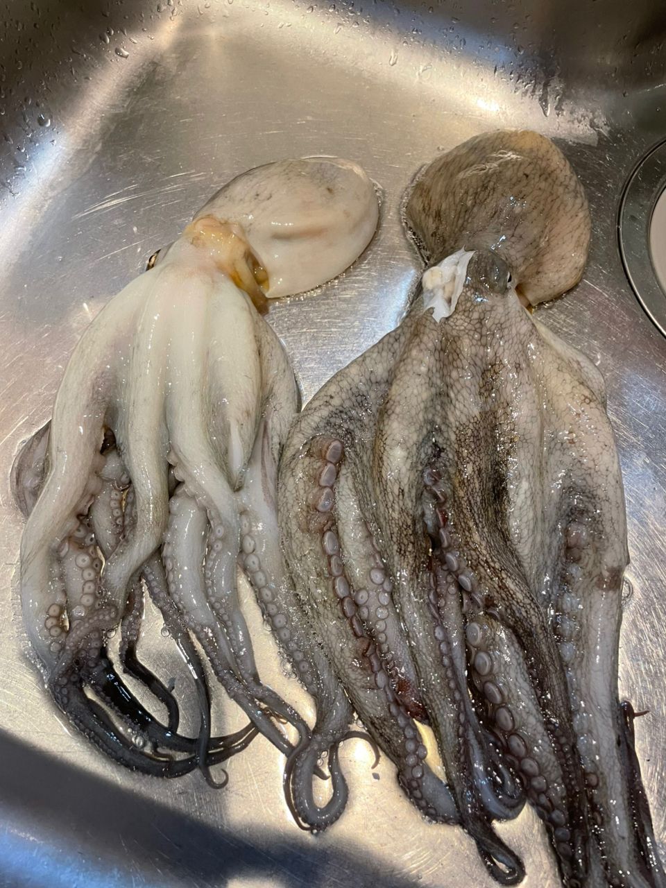 まはりつさんの釣果 1枚目の画像