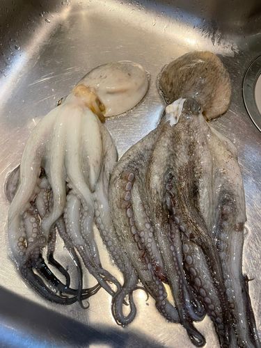 タコの釣果