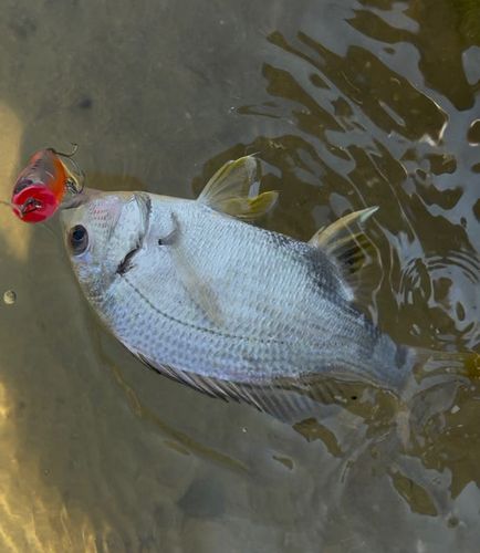 キビレの釣果