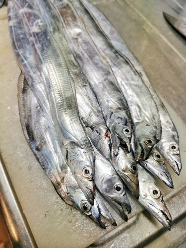 タチウオの釣果