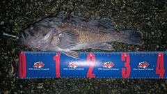 クロソイの釣果